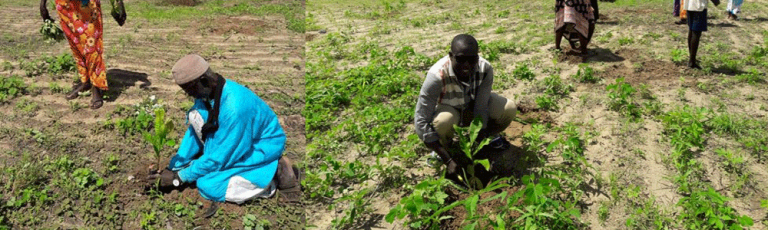 Le projet DUND AK KEEW BI contribue concrètement, dans le Plateau de Thiès au Sénégal, à une meilleure fertilisation des terres et à la réduction de l’érosion grâce au reboisement.