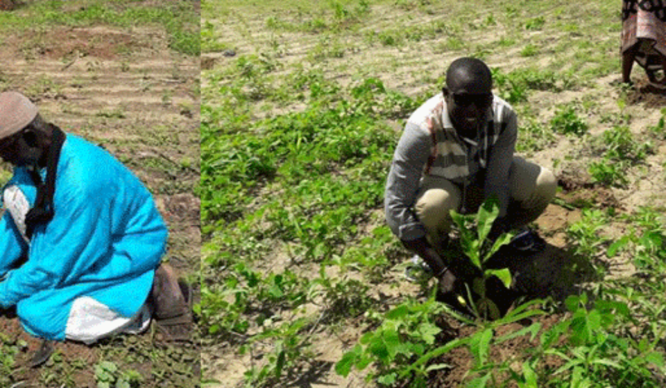 Le projet DUND AK KEEW BI contribue concrètement, dans le Plateau de Thiès au Sénégal, à une meilleure fertilisation des terres et à la réduction de l’érosion grâce au reboisement.