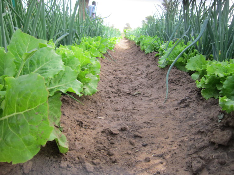 Gestion durable des ressources naturelles et de l’environnement (GRN & E)